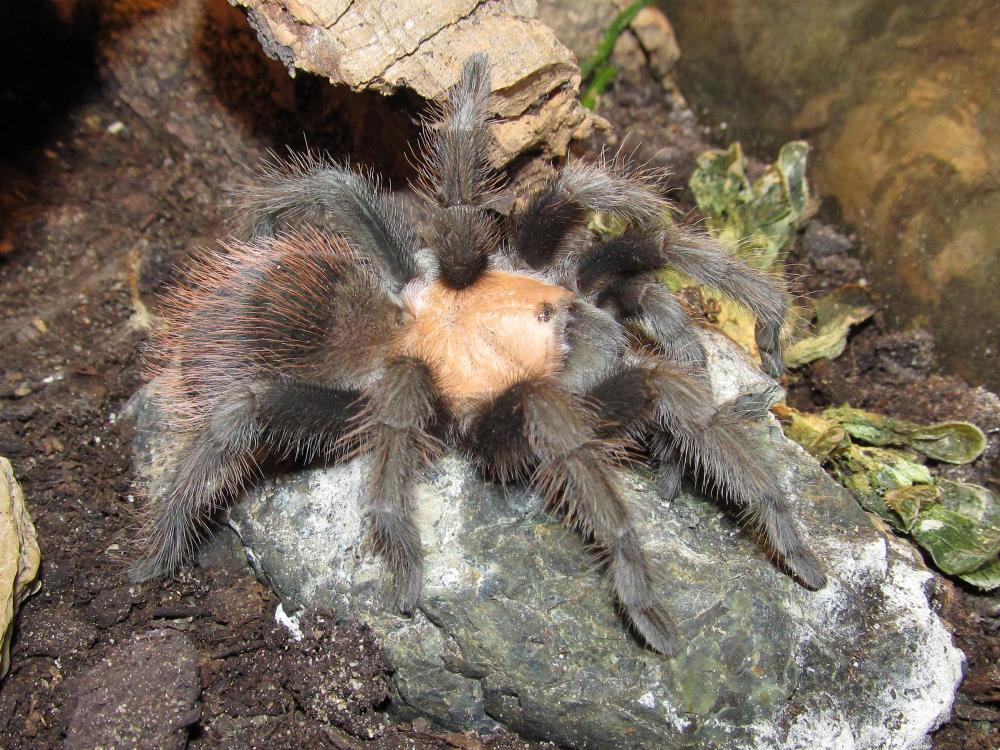 Brachypelma.de Brachypelma Smithi