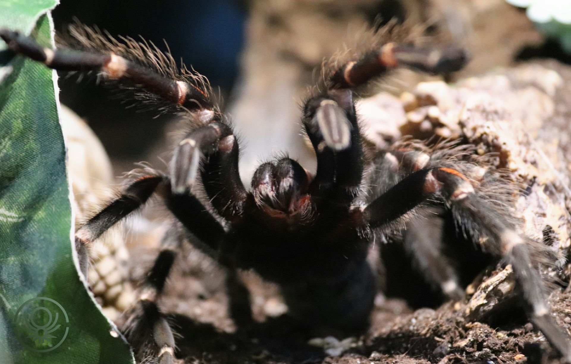 Brachypelma.de Brachypelma Auratum