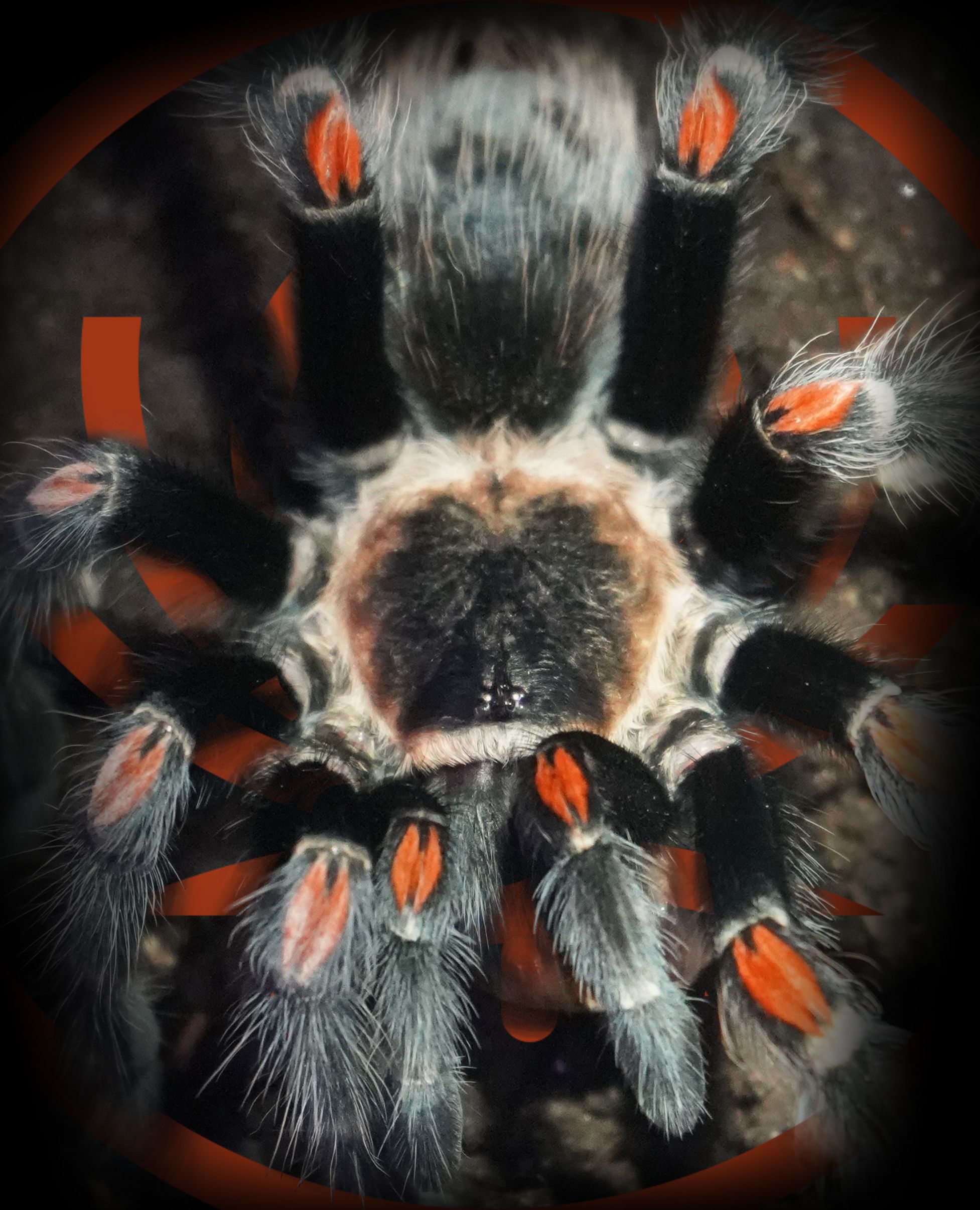 Brachypelma.de Brachypelma Auratum