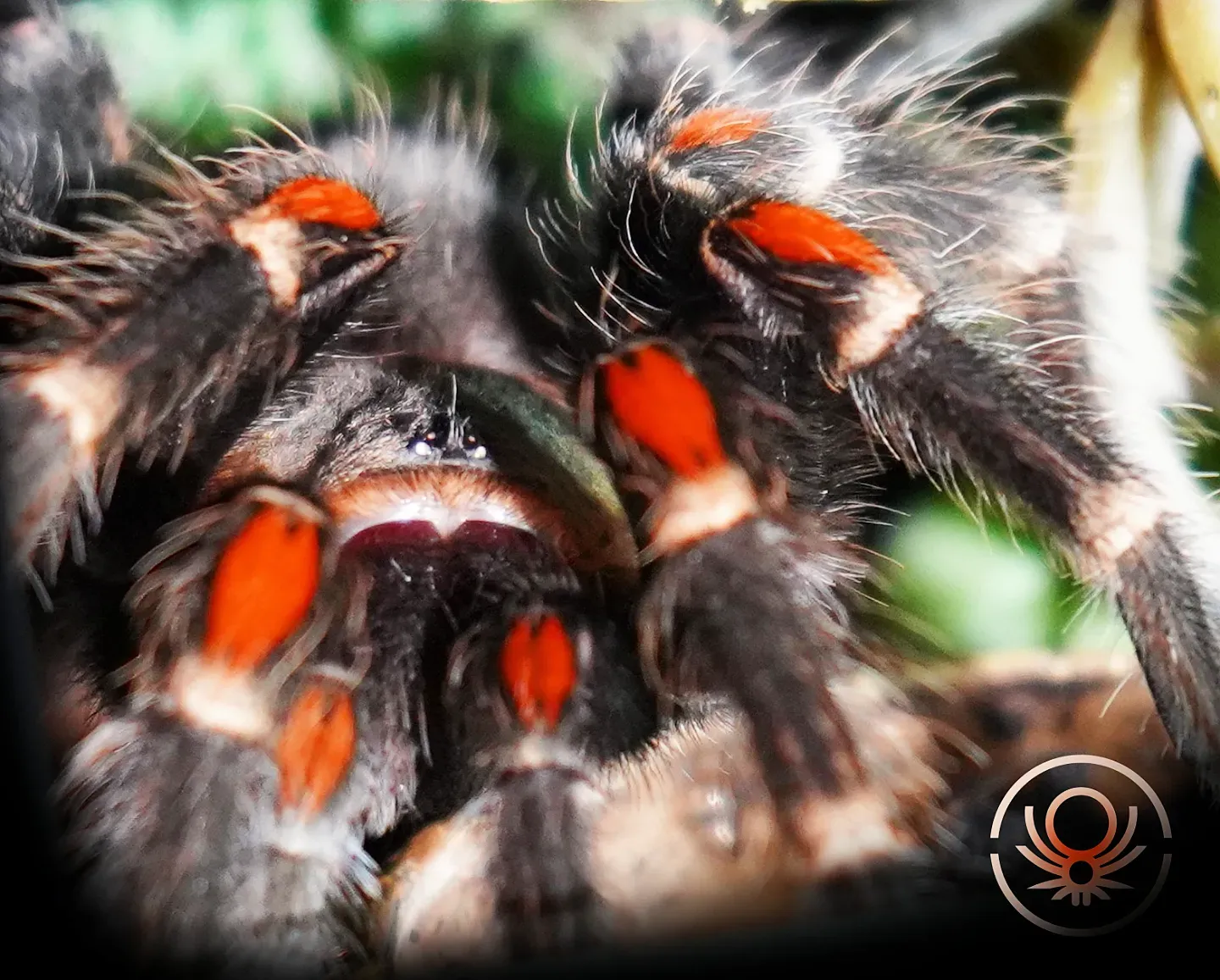 Brachypelma.de Brachypelma Auratum