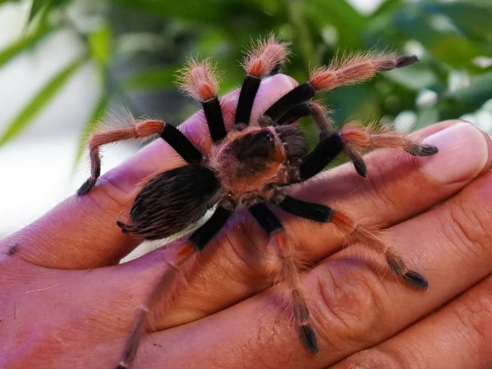 Brachypelma.de Home