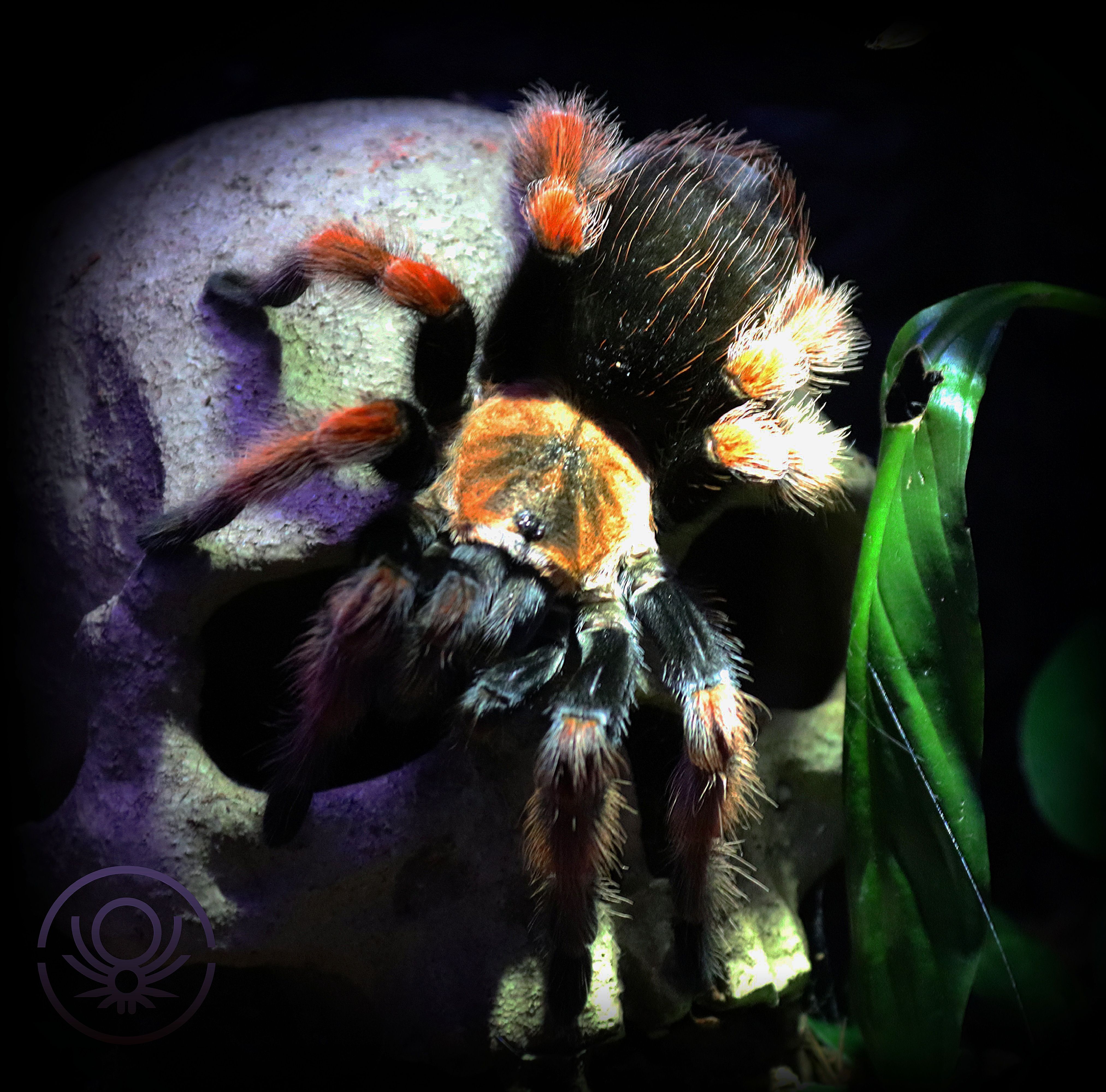 Brachypelma.de Brachypelma Boehmei