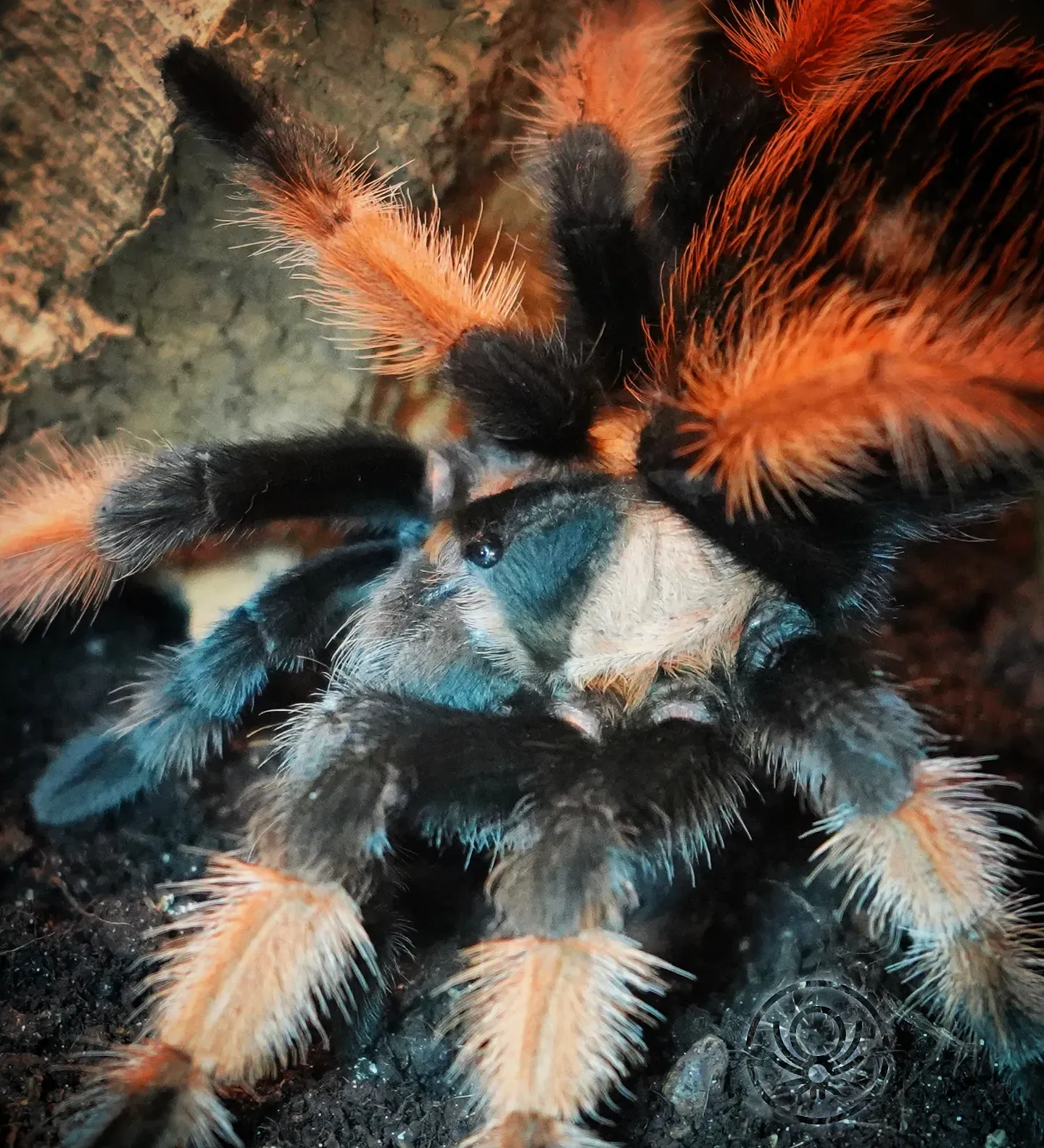 Brachypelma.de Brachypelma Emilia