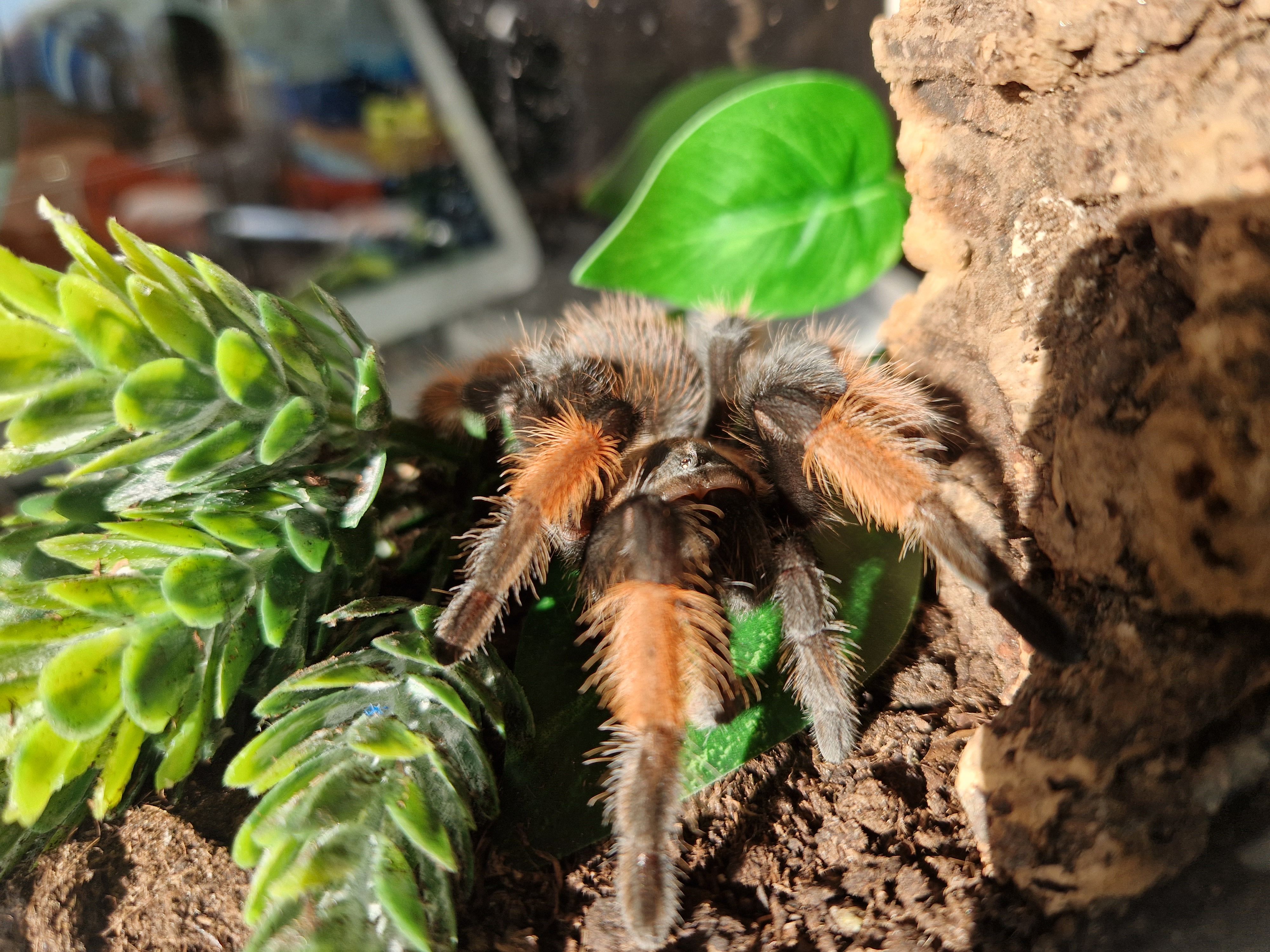 Brachypelma.de Brachypelma Emilia