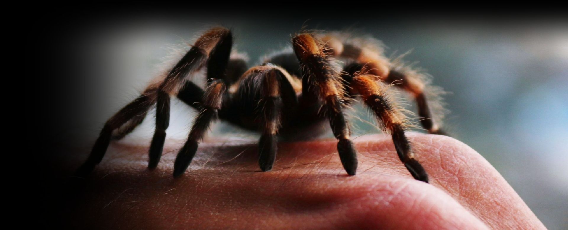 Brachypelma.de Brachypelma Hamorii