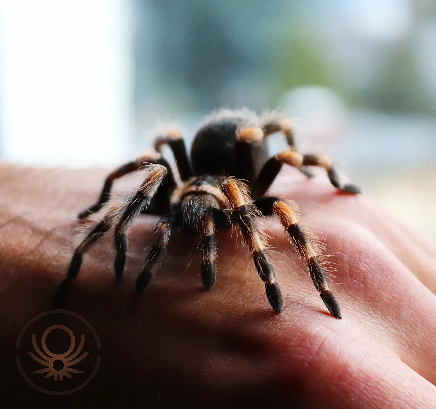 Brachypelma.de Brachypelma Hamorii