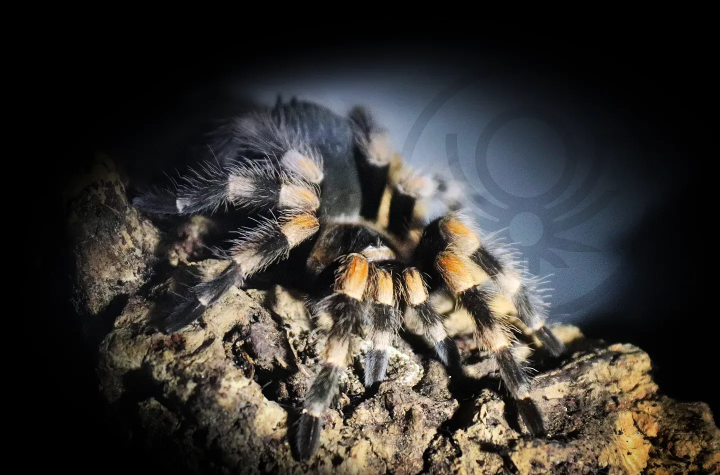 Brachypelma.de Brachypelma Hamorii