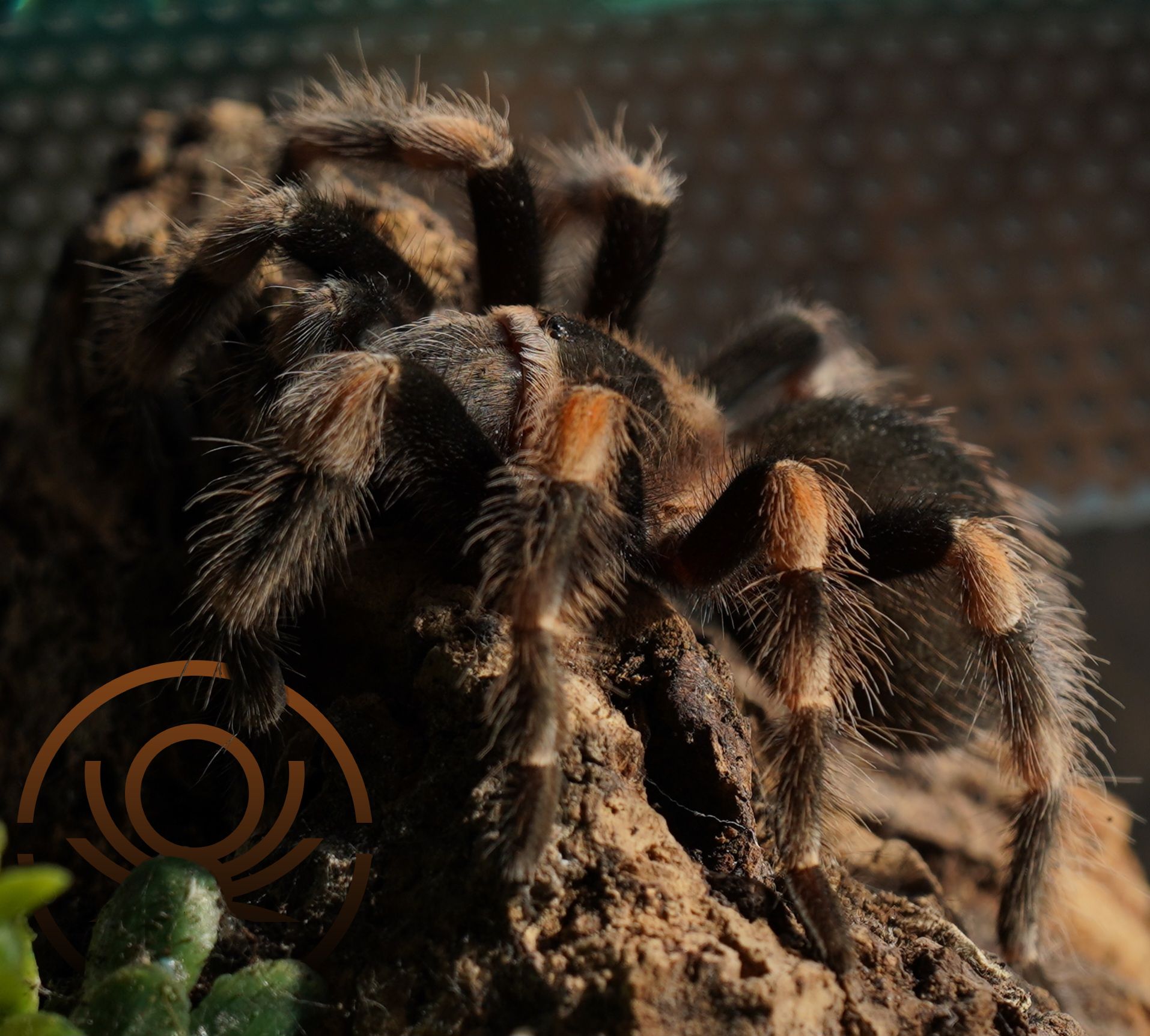 Brachypelma.de Brachypelma Hamorii