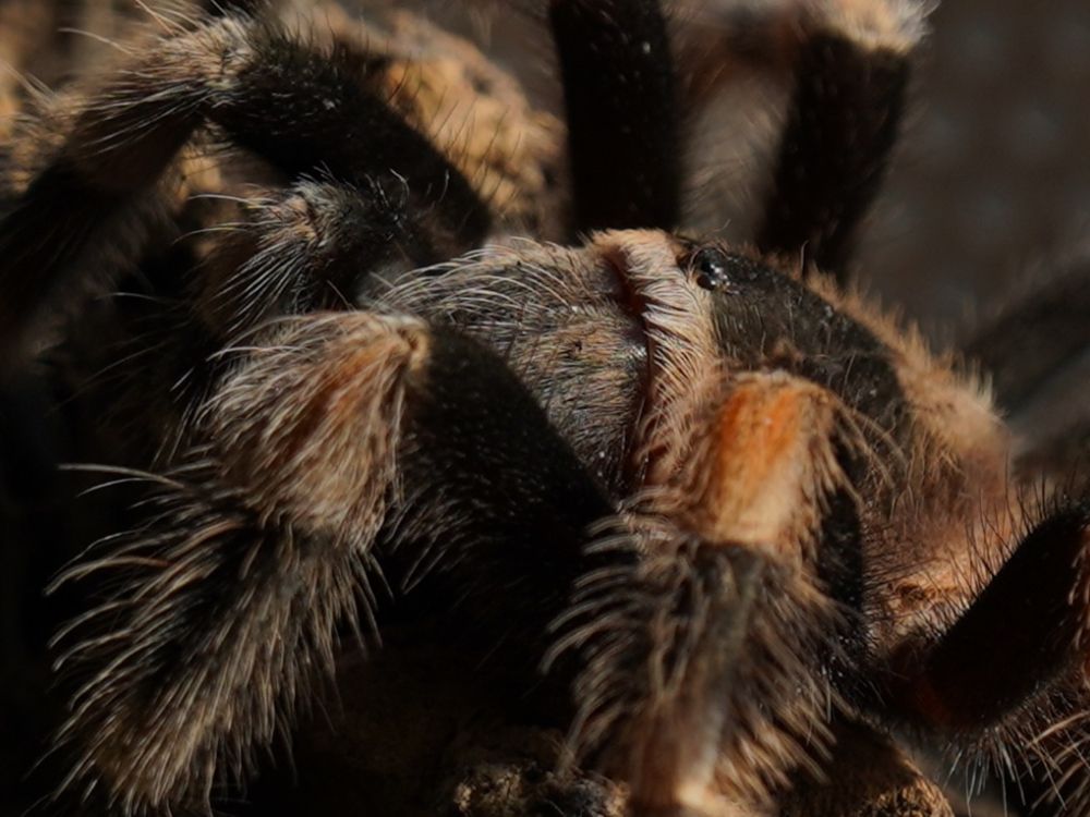 Brachypelma.de Home
