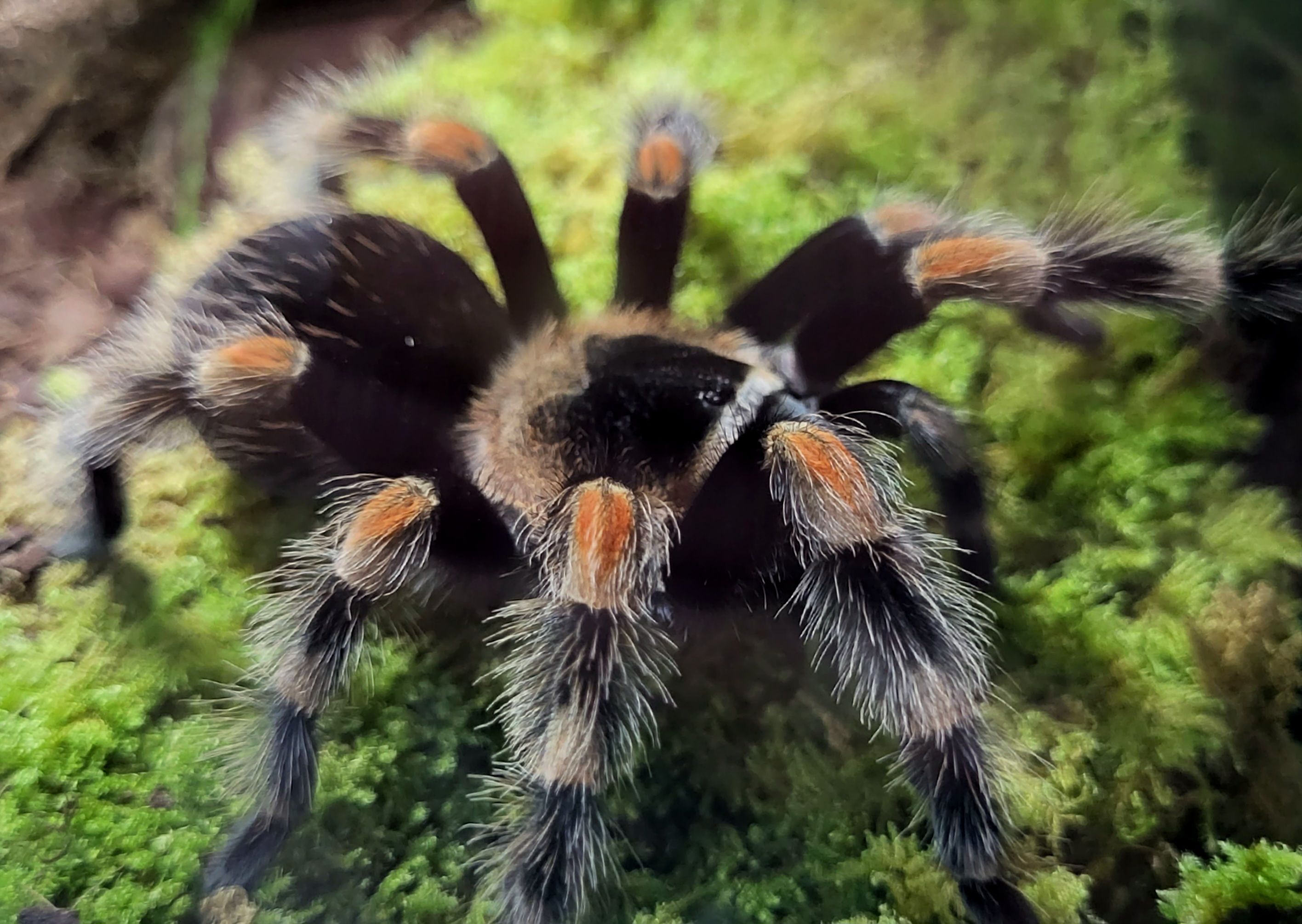 Wie groß wird brachypelma Hamorii?