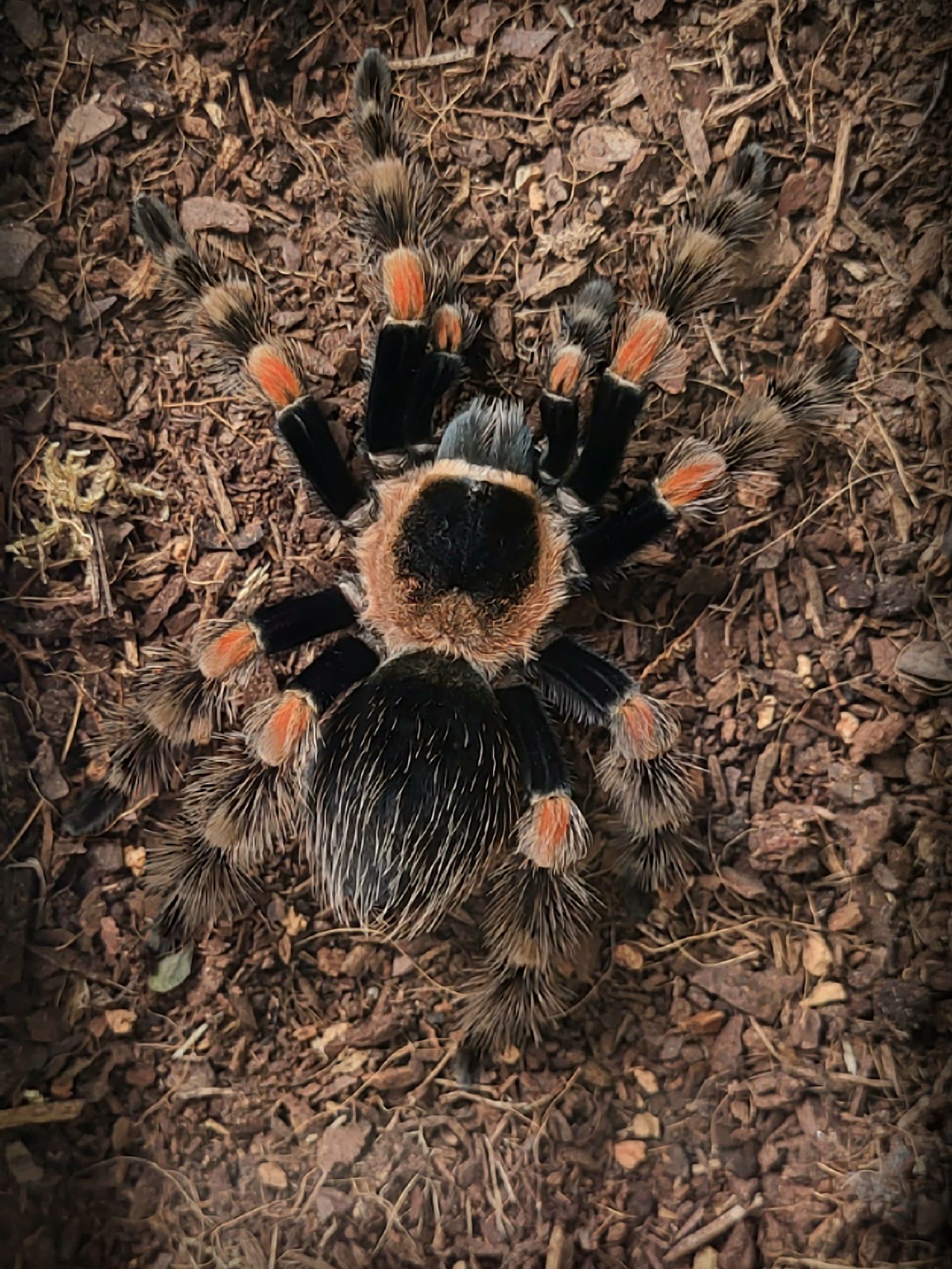 Brachypelma.de Brachypelma Hamorii