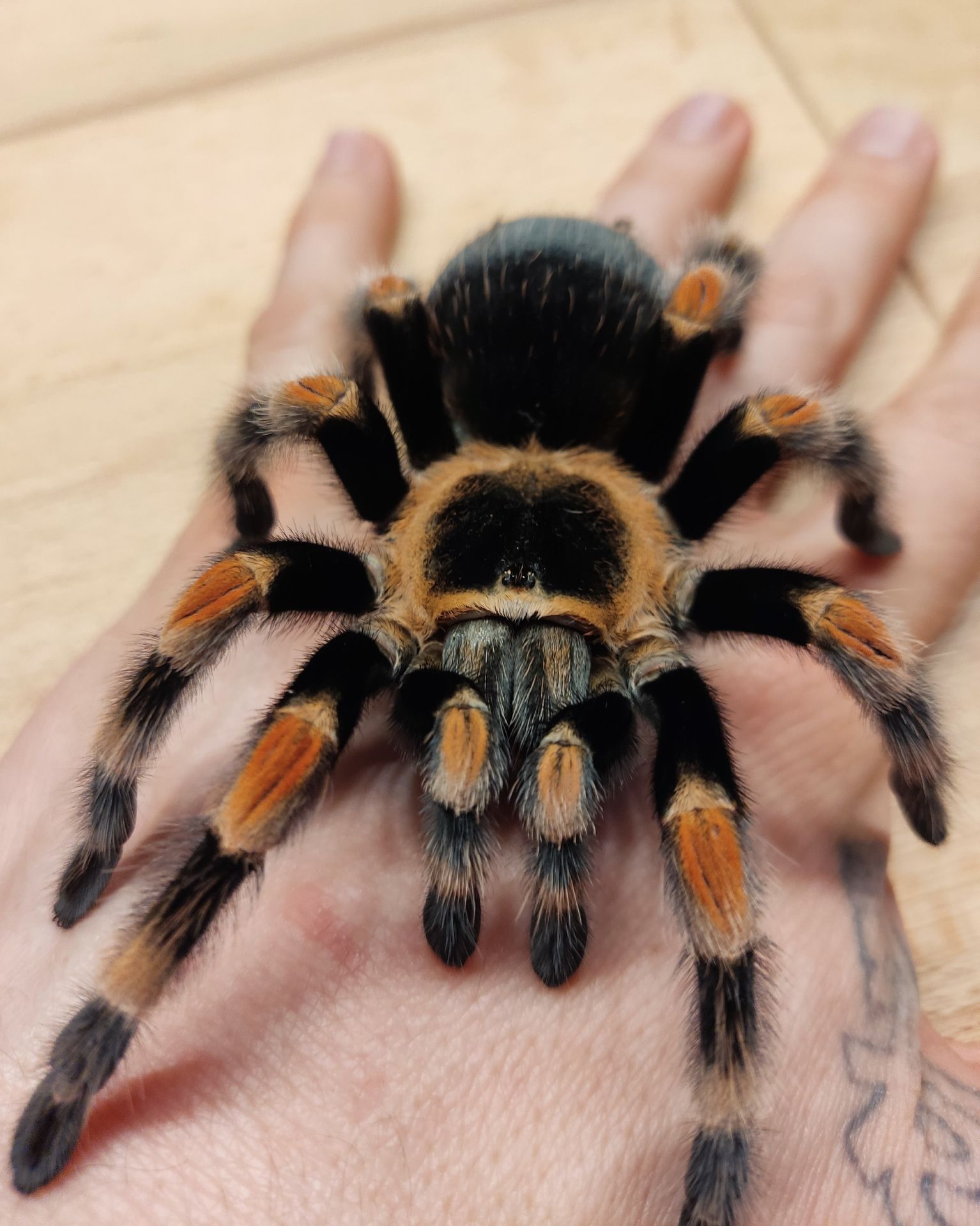 Brachypelma.de Brachypelma Hamorii