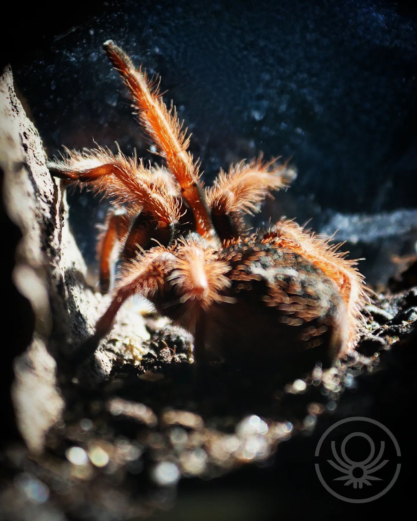 Brachypelma.de | Brachypelma Klaasi