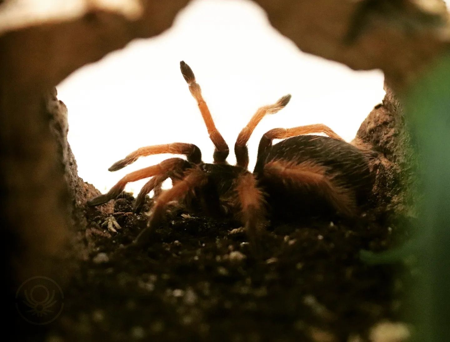 Brachypelma.de | Brachypelma Klaasi