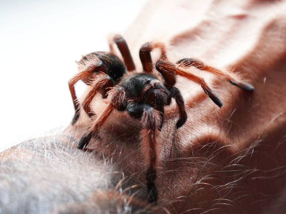 Brachypelma.de Home