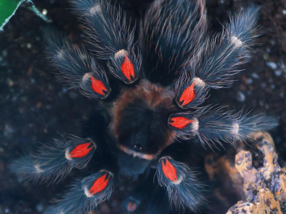 Brachypelma.de Home