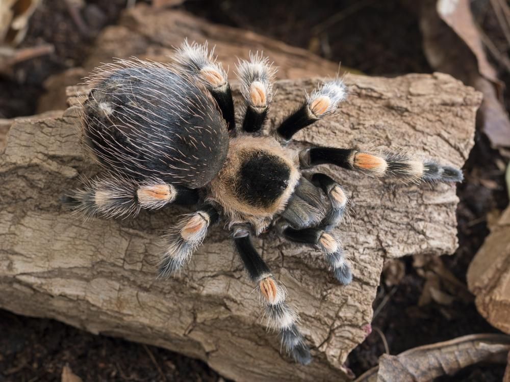 Brachypelma.de Home