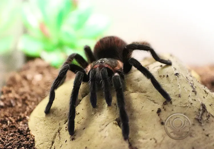 Brachypelma.de Gallery