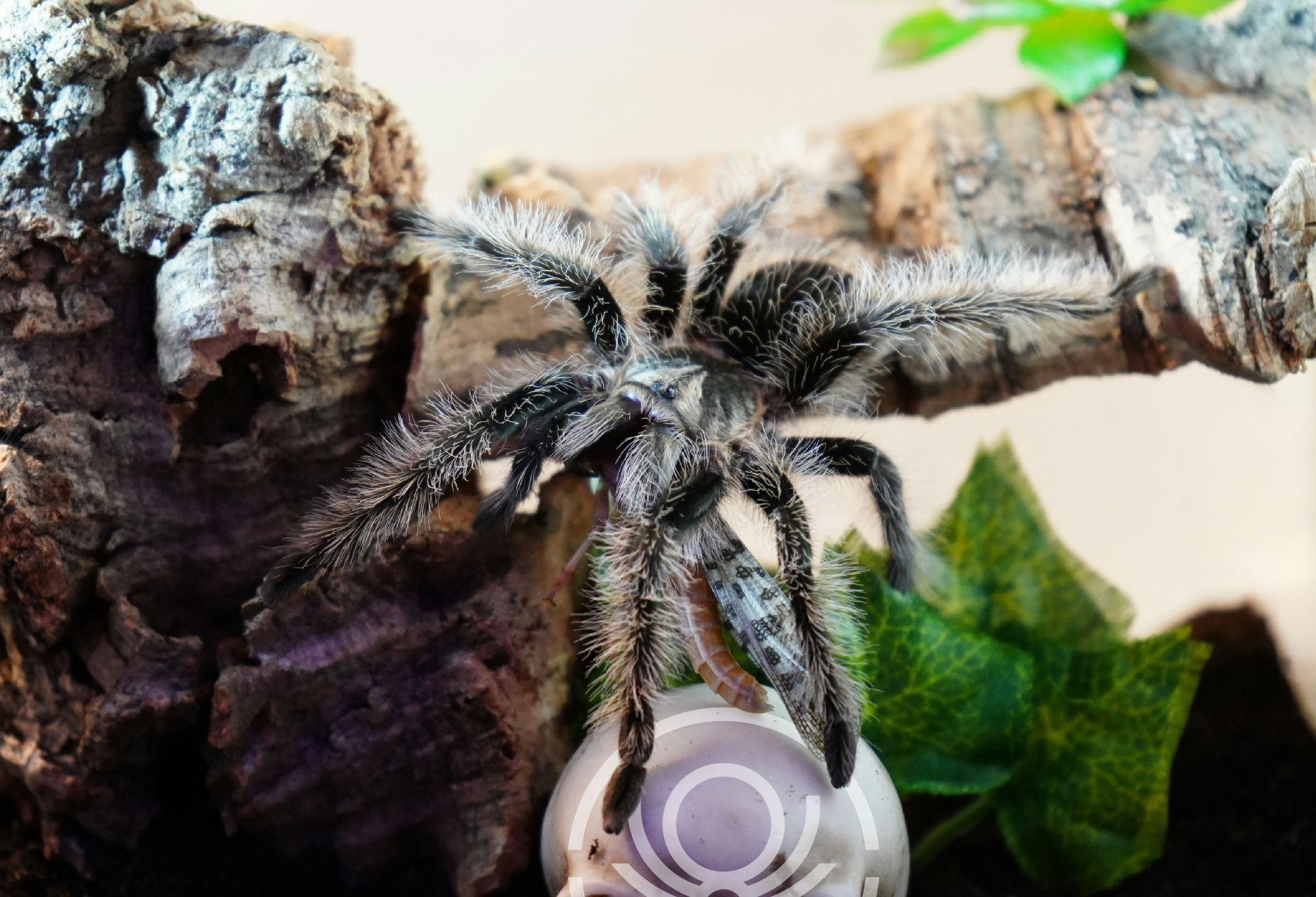 Brachypelma.de | Tliltocatl Albopilosus