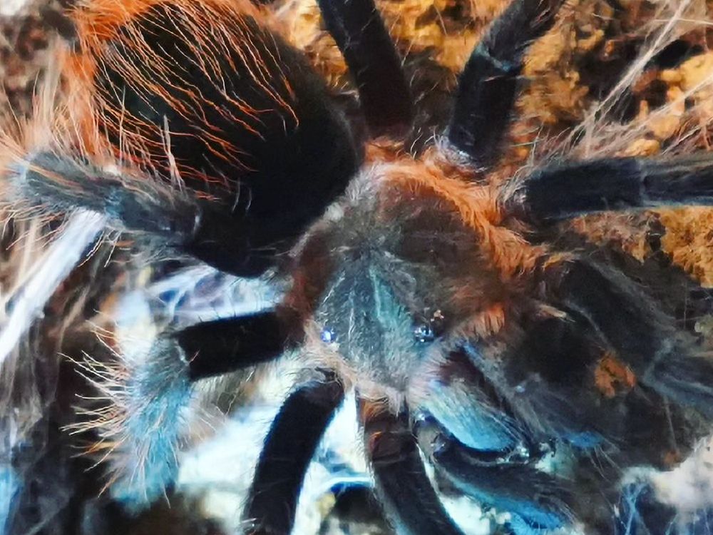 Brachypelma.de Tliltocatl Kahlenbergi