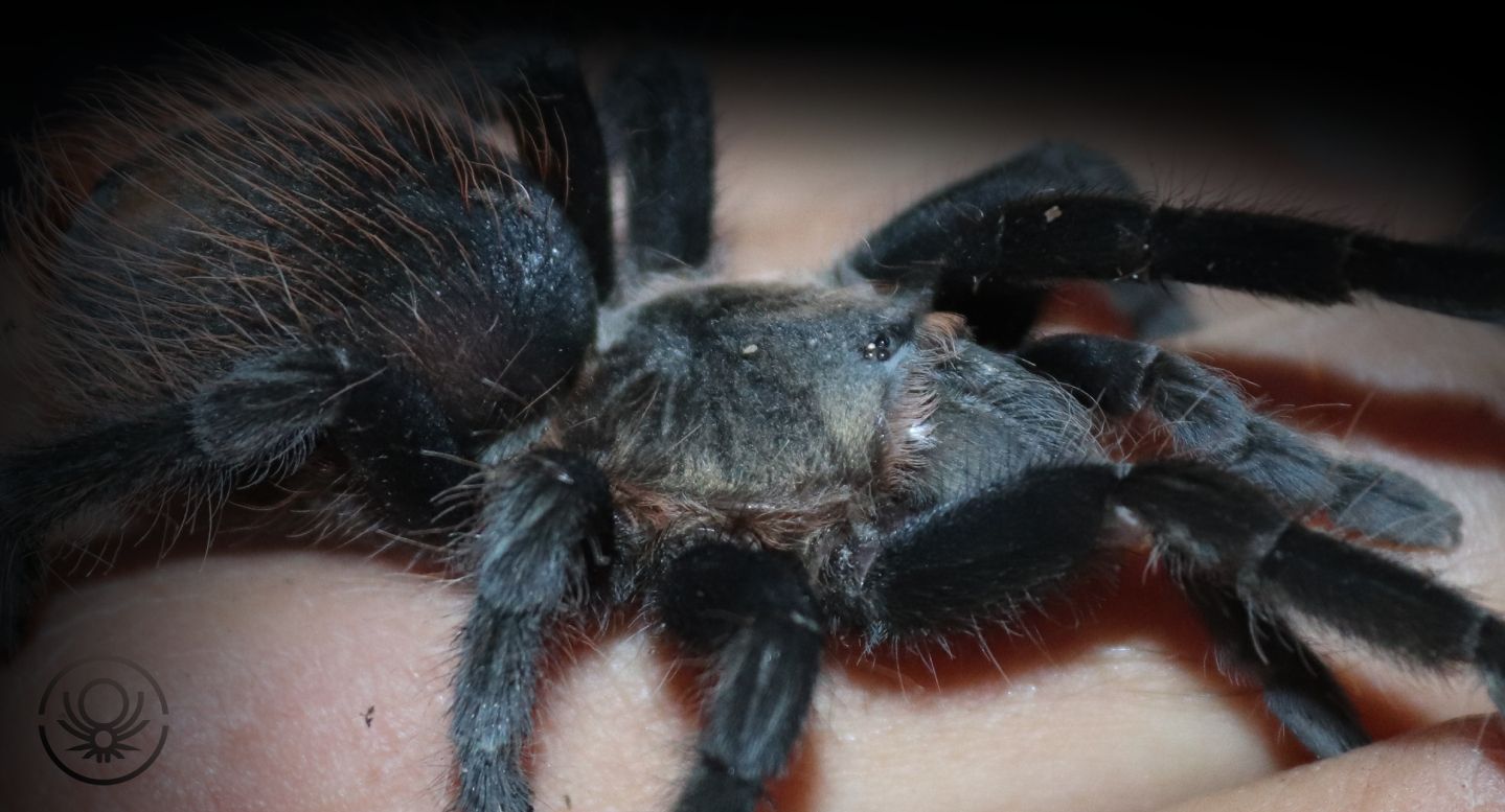 Brachypelma.de Tliltocatl Sabulosus