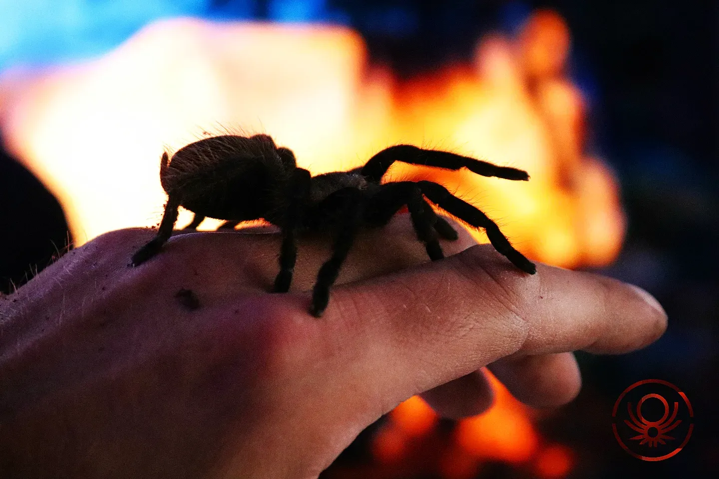 Brachypelma.de Tliltocatl Sabulosus