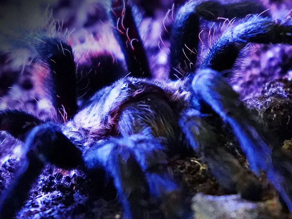 Brachypelma.de Home